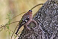 /album/termeszetfotok/mit-bamulsz-jpg/